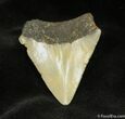 Megalodon Tooth #946-1